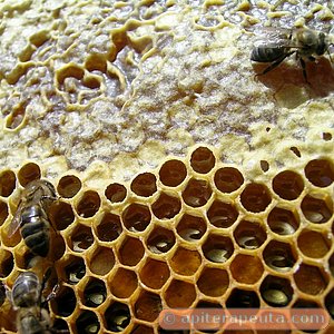 foto de panal con miel operculada arriba y miel y pan de abeja sin opercular abajo HD